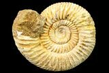 Jurassic Ammonite (Perisphinctes) Fossil - Madagascar #161732-1